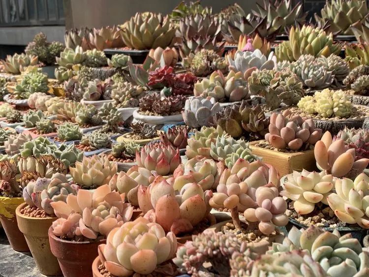 半年时间,多肉从3盆发展到600盆,入坑切莫太心急!