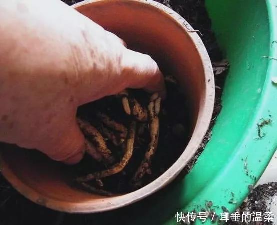 骨头|什么果皮渣、大豆渣,都不如这种“渣滓”,盆里埋一点养啥都旺