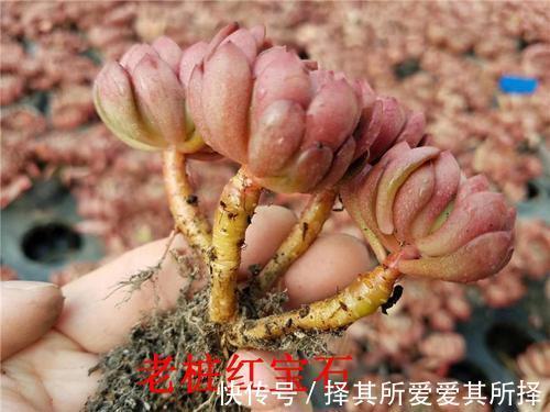 秋天买的多肉，3个“进门礼”，嗖嗖冒白根，挤满新芽芽