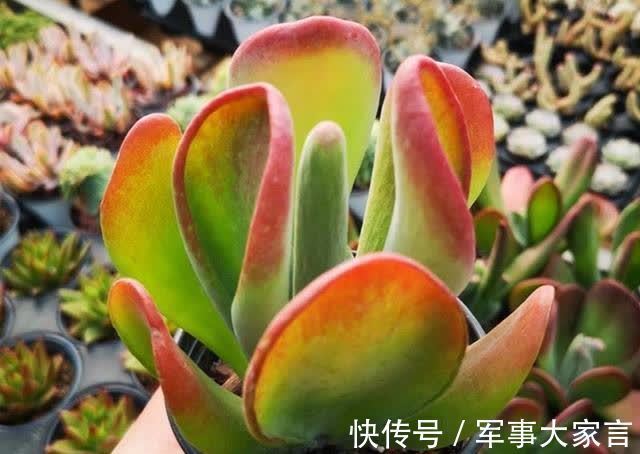 集两种多肉的特色于一身,多肉火狐狸走红,并非偶然
