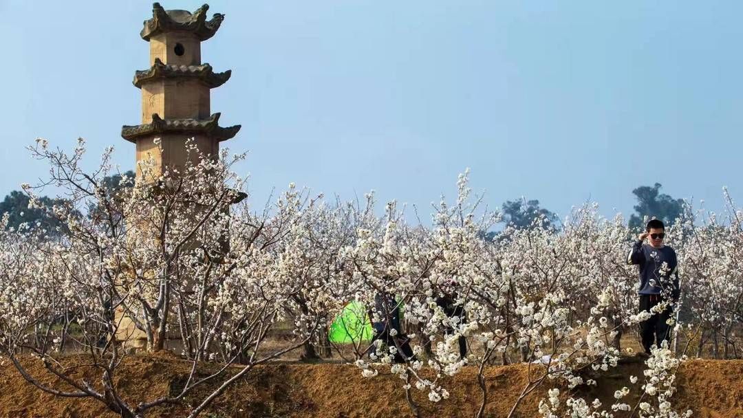 好春光就要美一场 8000亩樱花迎春怒放