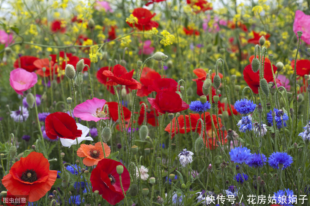 虞美人花开的季节，为霸王别姬返场打Call，从此爱上虞美人