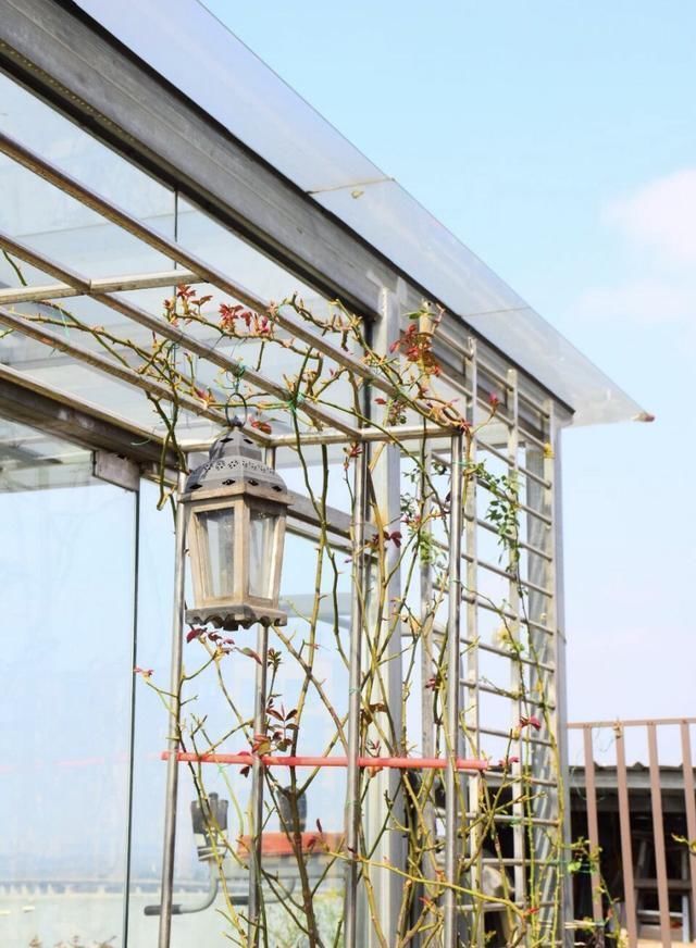 春天养花,掰个“新芽”塞盆里,15天生根长叶,养好还开花