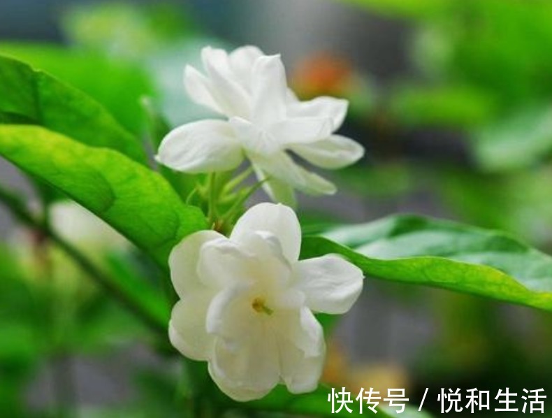 3种花养卧室，促进睡眠质量，植株漂亮上档次，一觉睡到自然醒！