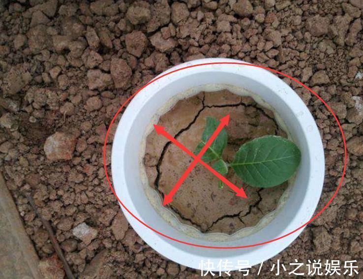 南酸北碱|不是什么土都能养花!30年老花农这样配土,网友发现细节有猫腻