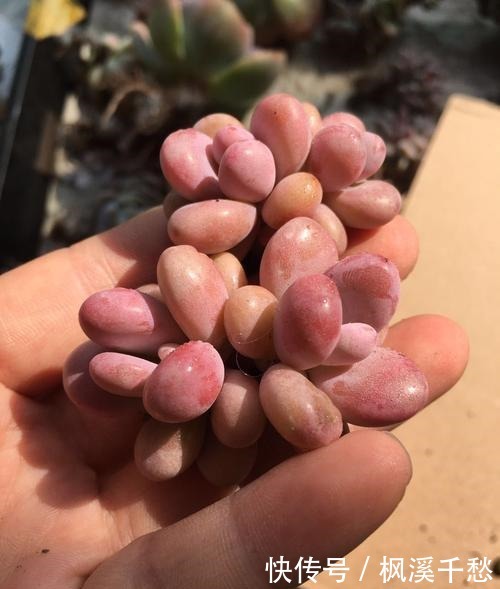 多肉植物桃蛋有“3怕”,避开了才能养出绝美状态!