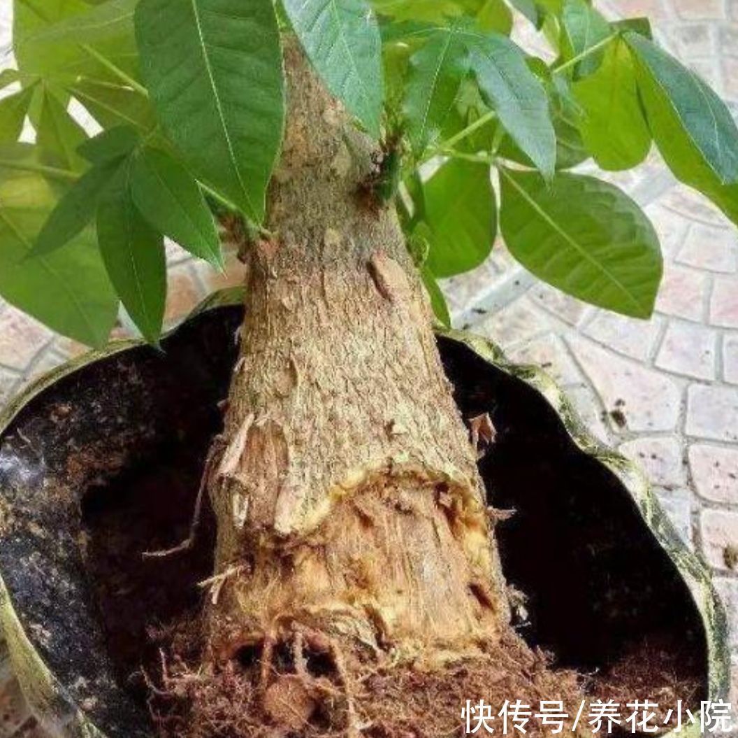 栽培|发财树出现烂根,只需简单“3个步骤”,就能让它再次长出新根
