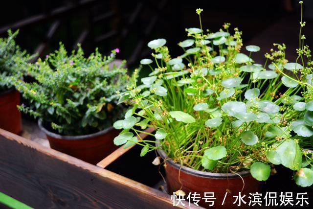 光照|叶片圆滚滚寓意能招财,家里养一盆“铜钱草”,家里人跟着幸福