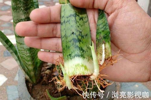 移栽|繁殖虎皮兰，用这“2种方法”扦插，20天冒白根，一盆养出好几盆