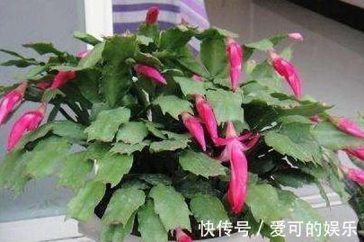 养蟹爪兰是否嫁接很关键,做好了区分,越养越省心