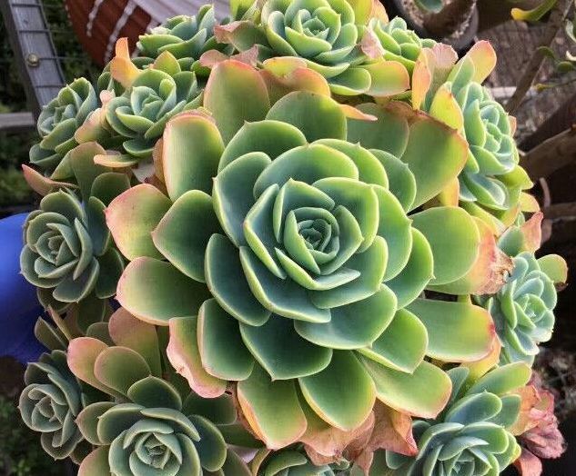 养多肉植物用多大的盆才算合适教你这样挑选，把多肉养成爆盆