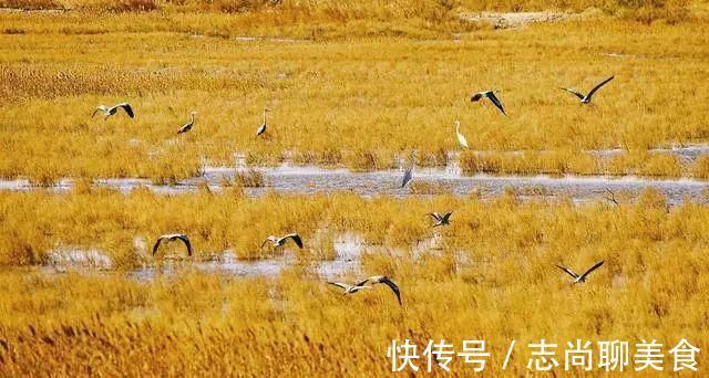 鸟类|中国最美六大沼泽湿地，养在深闺无人识，去过的都惊叹不已