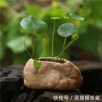 太阳花|不懂养花方法就养4种花，只管浇水，松松长到爆盆