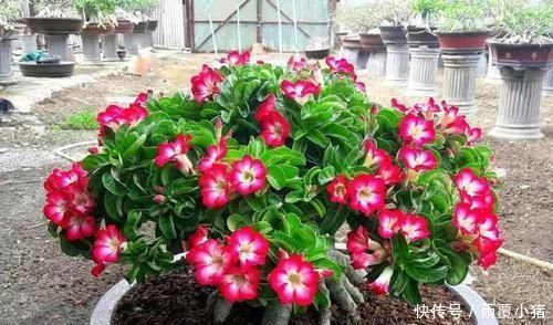 超好养活的花,美丽不输牡丹,花期300天,抗高温抗干旱!