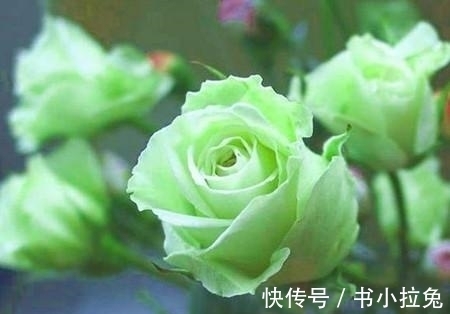 姻缘|在8月份，姻缘回归，正桃花越来越多，有望和旧爱复合的四大星座