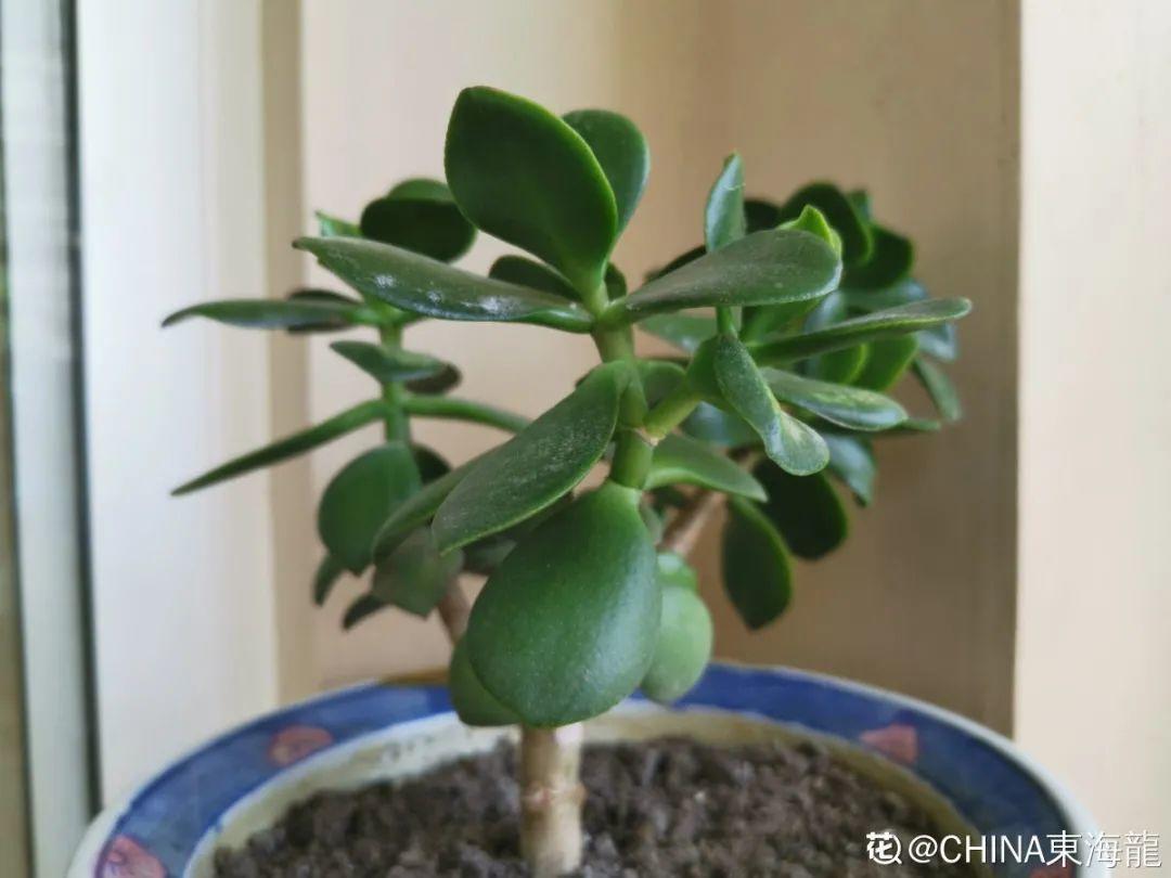 浇水|10种花要控水,天热反而不能浇,一浇水就死