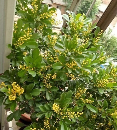 百合|对身体很好的3种花,香气四溢,有益身心,摆放家中好看又好养