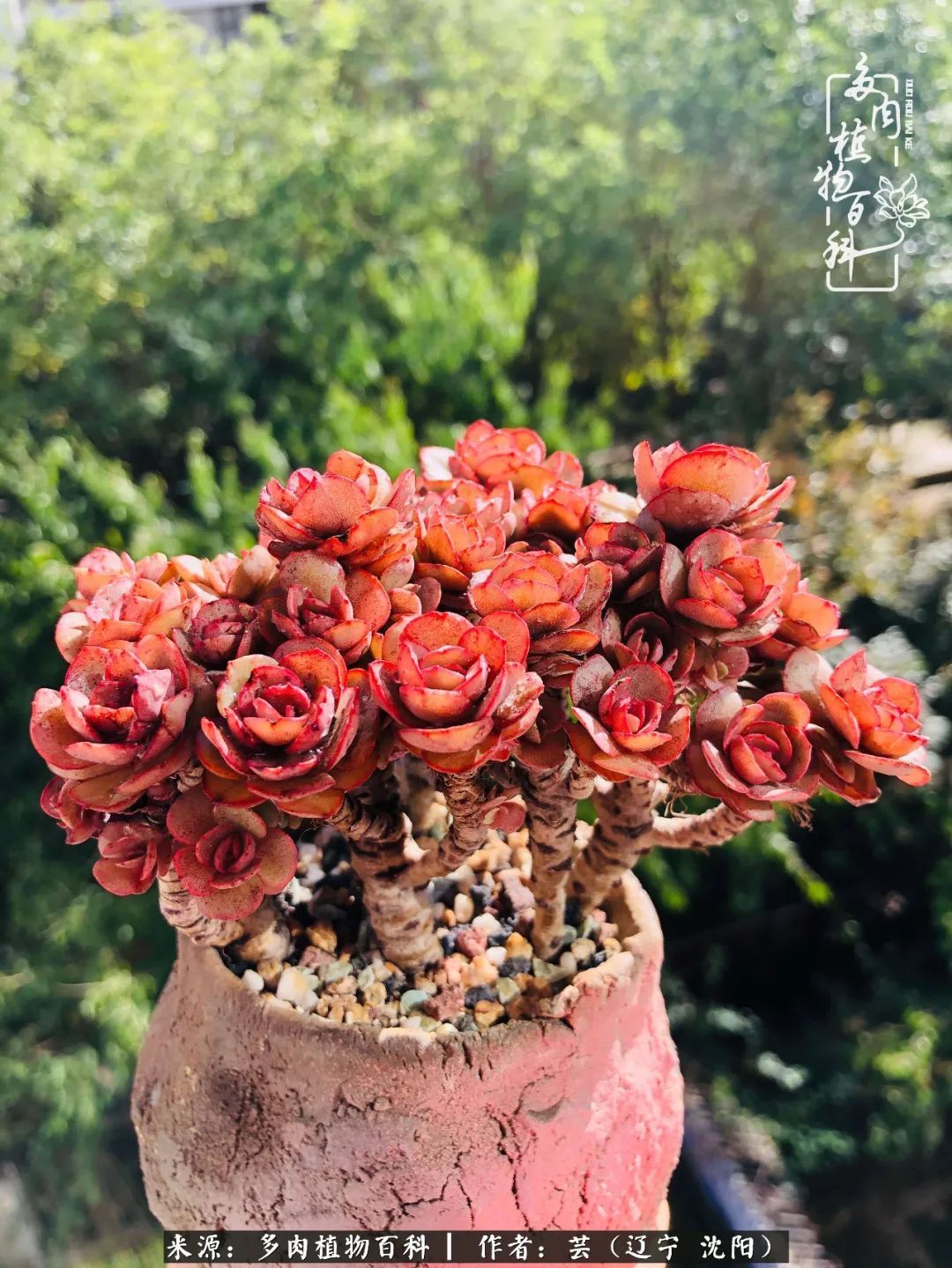 血罗|万物皆有灵性，一年四季有多肉陪伴真好！