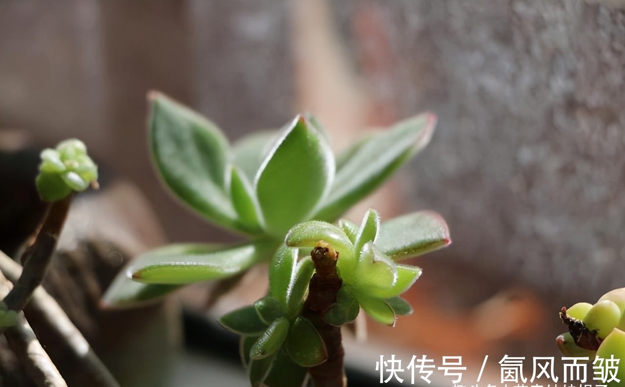 不是所有的多肉都可以叶插的,这16种叶插就很难成功,新手别费劲