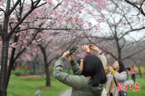 樱花是这样从我国喜马拉雅山脉“走”向世界