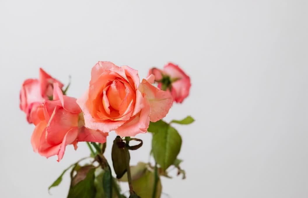 格局$有人不喜欢你,别生气,记住莫言的两句话,既解气又有格局