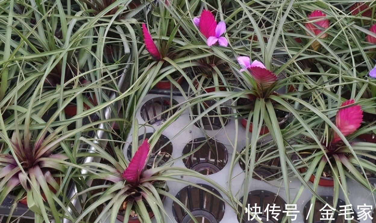 养花就养这3种!家中放1盆,满屋子都是清香,比香水好闻