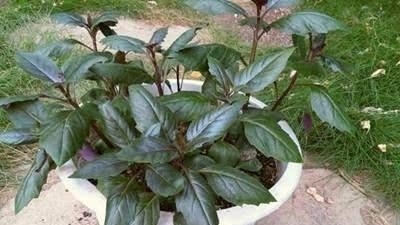 这几种植物在家非常好养还能炒着吃,真是太棒了!知道什么植物吗