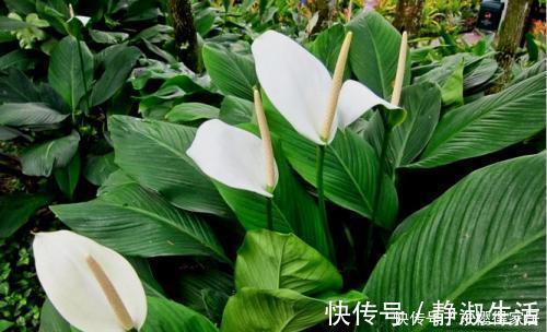 长势|4种花,皮实好养又大气,摆在客厅上档次,有品位的人都养了
