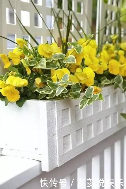 花叶蔓|花友们窗台养什么花，看完认识那么多植物！
