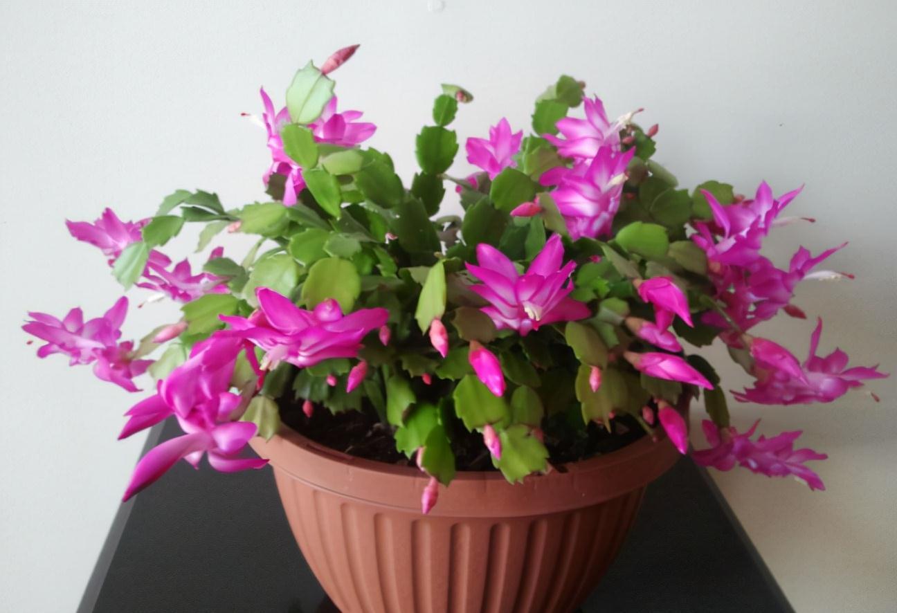 5种“洋气”花,趁着“天冷”快扦插,生根快,开花早,真省钱