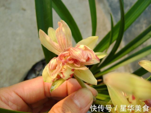 清新脱俗|养花就养个花期长的，花大色艳，清新脱俗，懒人最爱