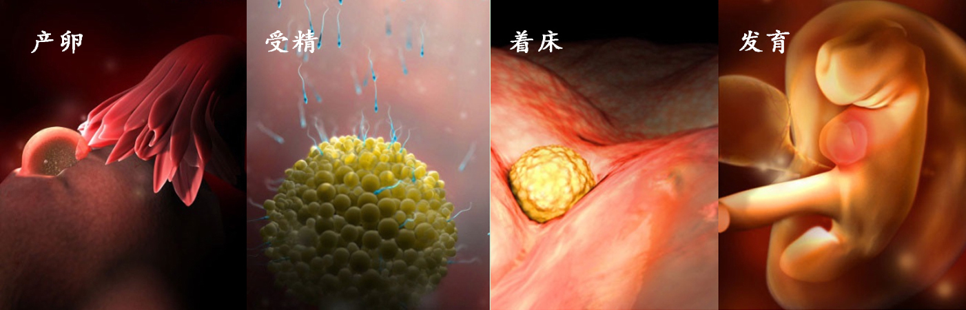 羊水|胎儿在子宫的成长过程!看着宝宝一点点长大,心里满是爱