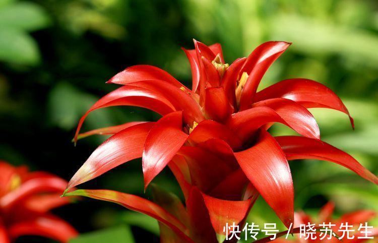 农历十月初四立冬后，养什么花？以下3种花，合家欢乐红红火火