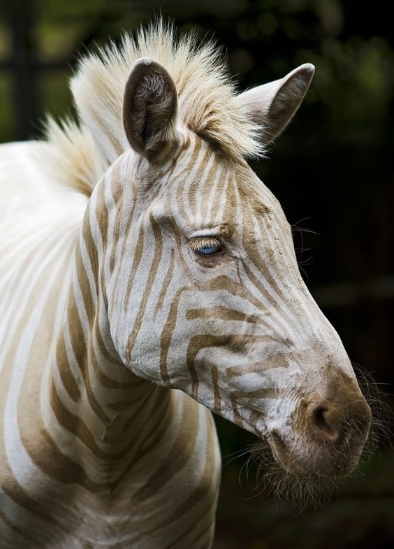 它们罕见而美丽，有的甚至需要涂防晒霜来防晒伤