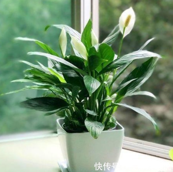 3种“富贵花”,开花吉祥富贵,旺运招财,新的一年好兆头!