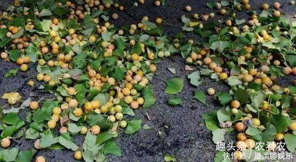 果子|城里掉落一地没人要，农村大妈抢着捡，味道很臭，却说是美味