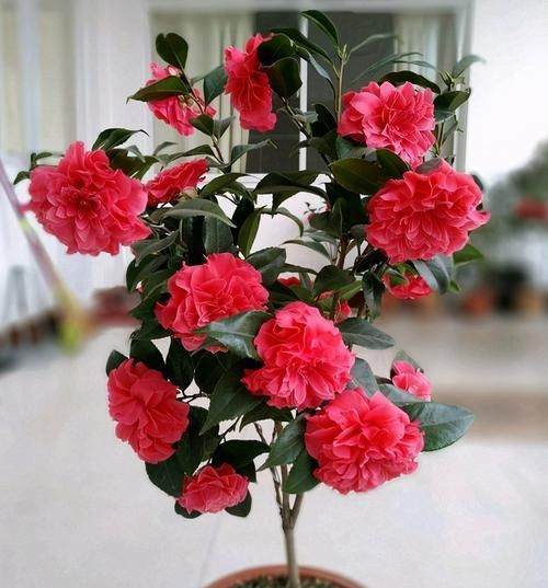  懒人|懒人必养的3种花，丢土里就能活，花色漂亮，花香四溢