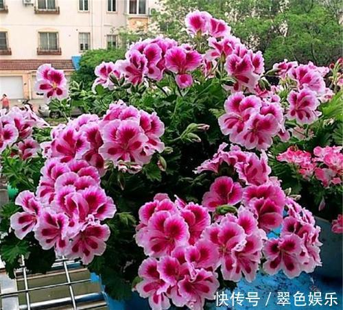 冬天养天竺葵,了解掌握4个要点,开出层叠群花!