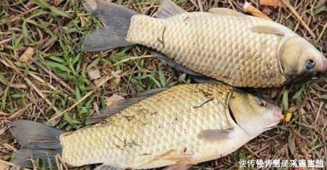 蚯蚓|冬钓用饵,我从不加小药,试用这东西,简单又方便,大板鲫特爱吃