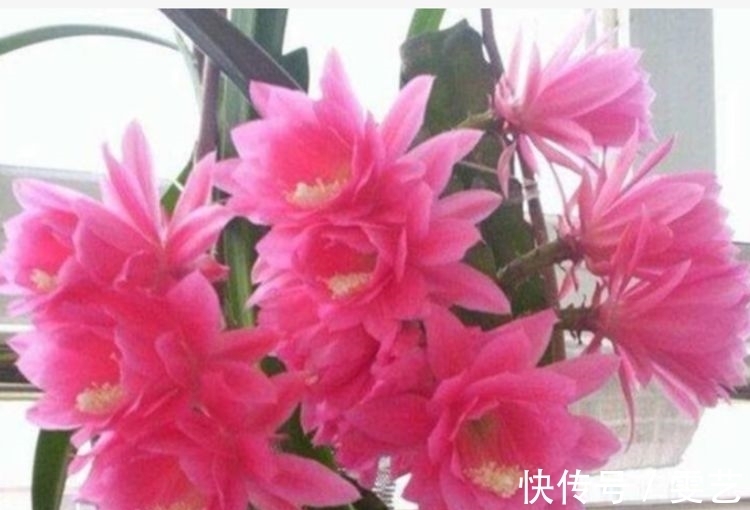 居家就养此款花卉,不闻不问,花开爆盆美如花,花朵大、花期长