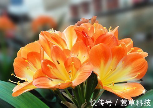 夏季|夏天养护君子兰有讲究,这几点千万要做好,否则难以安全度夏