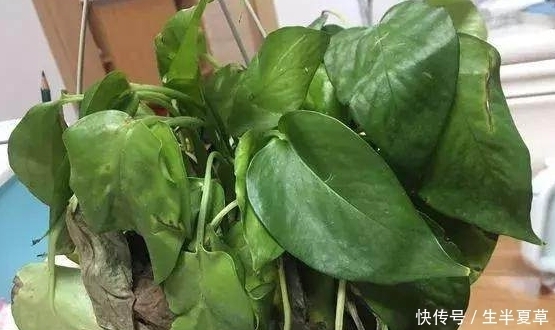 养花的注意了：绿萝千万不能放这2个地方，不然很容易枯萎