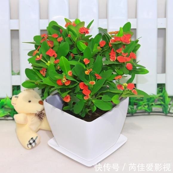 适合小盆养的“5种花”,大盆“不利于”生长和开花,可别搞错了