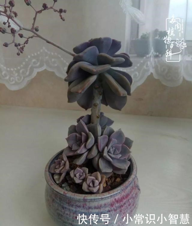 欧紫|我是多肉飘窗党，我来晚了！我是多肉飘窗党，我来晚了！