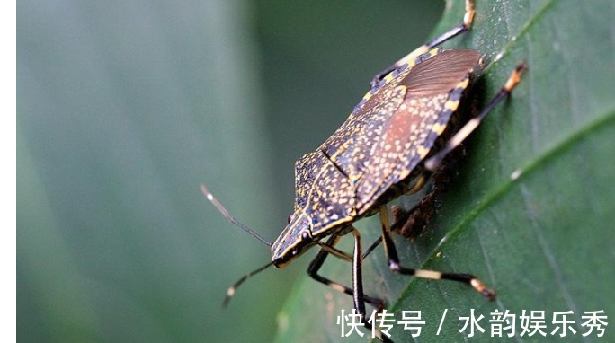 虫子|会放臭屁的臭妮子，营养价值堪比鹿茸，现在卖1000元一斤