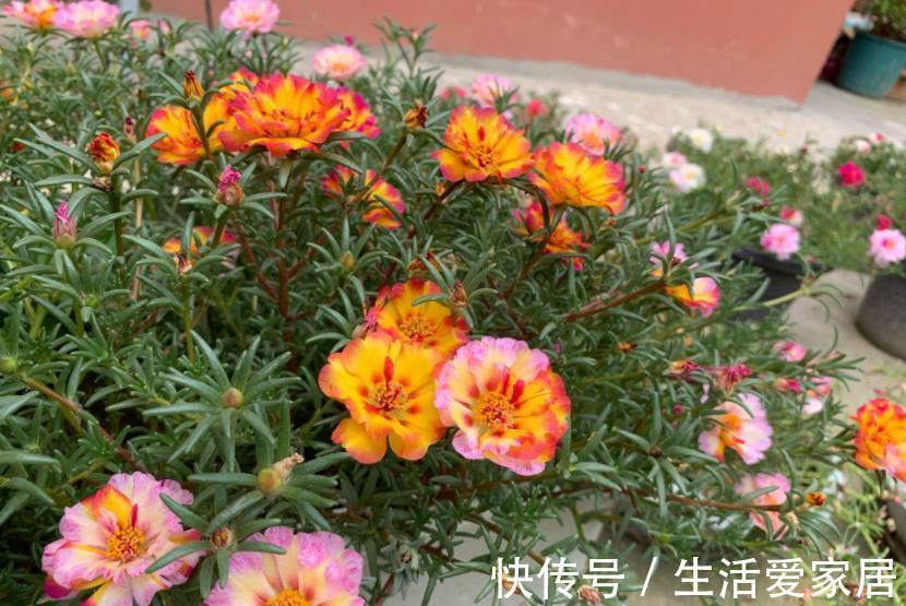 公认的3种懒人花,生性强健颜值高,随便一养开爆花,适合新手