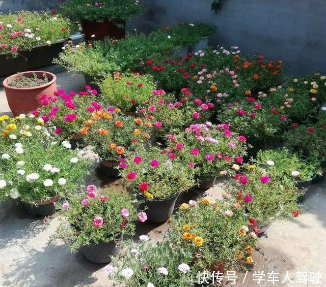 有院子一定要养“2种”花,剪1根枝条“沾土就活”,变成小花园!