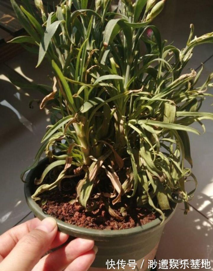 养花别浇4种“夺命水”，浇1次就烂根、烂芯，一定要当心