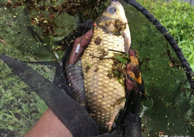 饵料一拉就散、难以成团?未必是拉丝粉少,这2点要注意