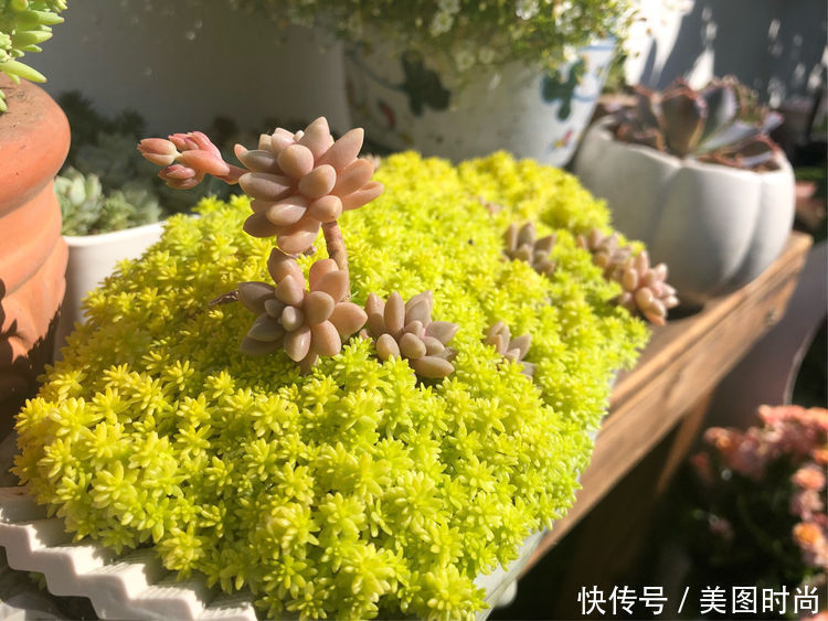 阳台|DIY改造17㎡屋顶花园,忙得不亦乐乎,在喧嚣城市打造一隅静谧